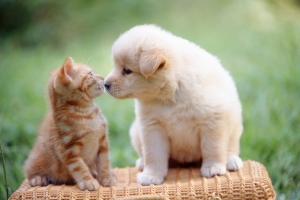dog-cat2.jpg