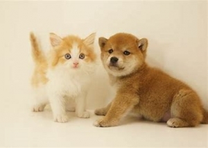 dog-cat4.jpg