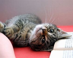 読書と猫.jpg